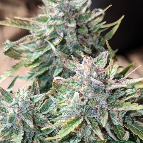 Chrissy -Bruce Banner (78d) 27-33% 60/40S, 215gw/41g dry growlog timeline photo