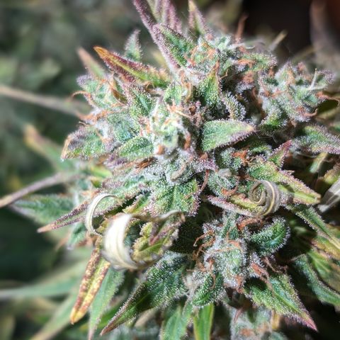 Chrissy -Bruce Banner (78d) 27-33% 60/40S, 215gw/41g dry growlog timeline photo