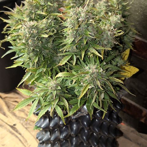 Chrissy -Bruce Banner (78d) 27-33% 60/40S, 215gw/41g dry growlog timeline photo