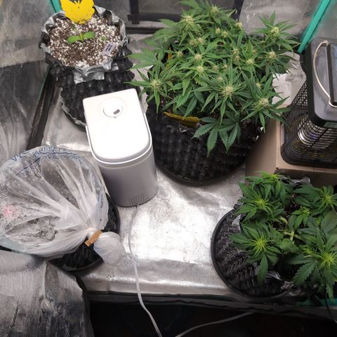 Donna- NH Nuclear Stardawg (74), 22% Sativa, 150g wet/29 dry growlog timeline photo
