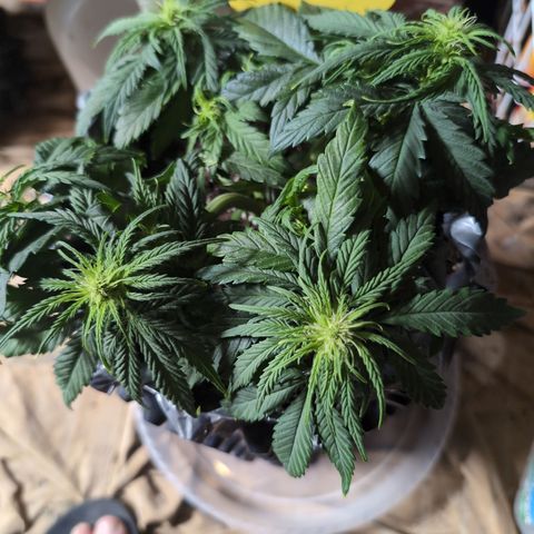 Anita-NH ATF (73), 13-27%, Sativa 149g wet/25g dry growlog photo: She looks whimpy somehow. To is kinda dry... I'm watering.