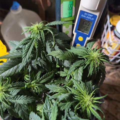 Anita-NH ATF (73), 13-27%, Sativa 149g wet/25g dry growlog photo: We'll see if this helps!