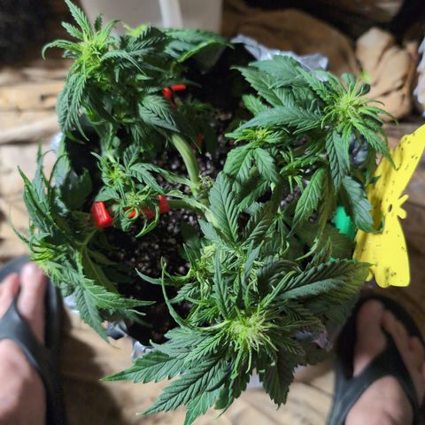 Anita-NH ATF (73), 13-27%, Sativa 149g wet/25g dry growlog photo: A little nip, a little clip...
