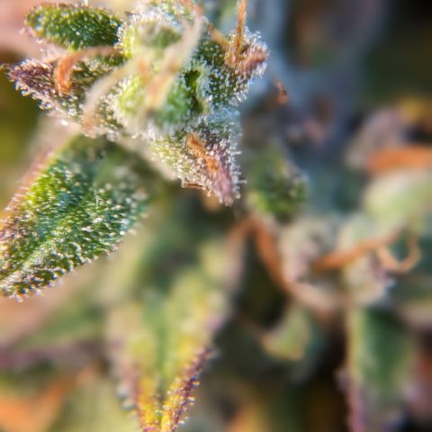Chrissy -Bruce Banner (78d) 27-33% 60/40S, 215gw/41g dry growlog photo: I think she's fine, but I want to let her do the dark 1-2 more days. 