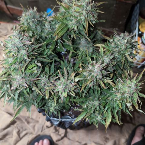 Chrissy -Bruce Banner (78d) 27-33% 60/40S, 215gw/41g dry growlog photo: I think she's fine, but I want to let her do the dark 1-2 more days. 