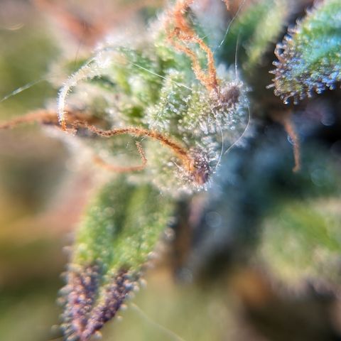 Chrissy -Bruce Banner (78d) 27-33% 60/40S, 215gw/41g dry growlog photo: I think she's fine, but I want to let her do the dark 1-2 more days. 
