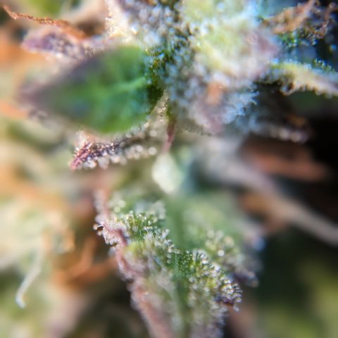Chrissy -Bruce Banner (78d) 27-33% 60/40S, 215gw/41g dry growlog photo: I think she's fine, but I want to let her do the dark 1-2 more days. 