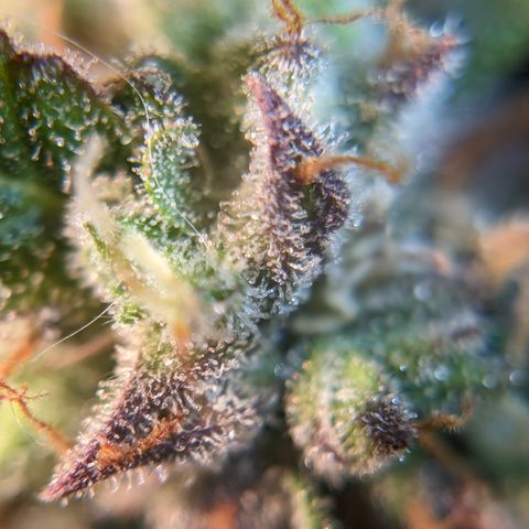 Chrissy -Bruce Banner (78d) 27-33% 60/40S, 215gw/41g dry growlog photo: I think she's fine, but I want to let her do the dark 1-2 more days. 