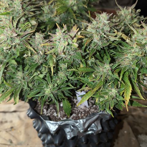 Chrissy -Bruce Banner (78d) 27-33% 60/40S, 215gw/41g dry growlog photo: I think she's fine, but I want to let her do the dark 1-2 more days. 