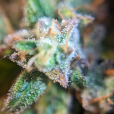 Chrissy -Bruce Banner (78d) 27-33% 60/40S, 215gw/41g dry growlog photo: I think she's fine, but I want to let her do the dark 1-2 more days. 