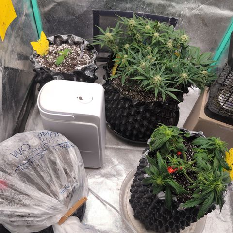 Donna- NH Nuclear Stardawg (74), 22% Sativa, 150g wet/29 dry growlog photo: Will I have room for 3?