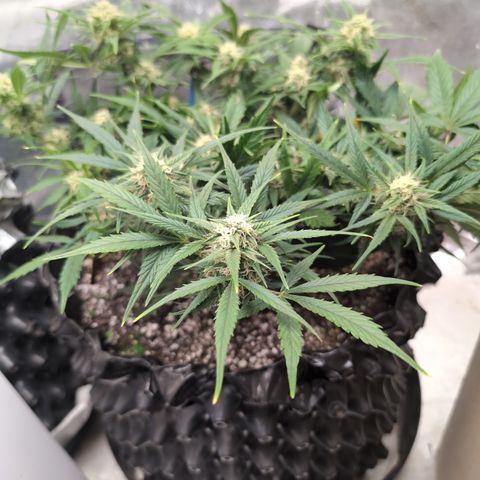 Frannie- BB Fat Bastard (90), Hybrid, 30-38%, 312 wet/57 dry growlog timeline photo
