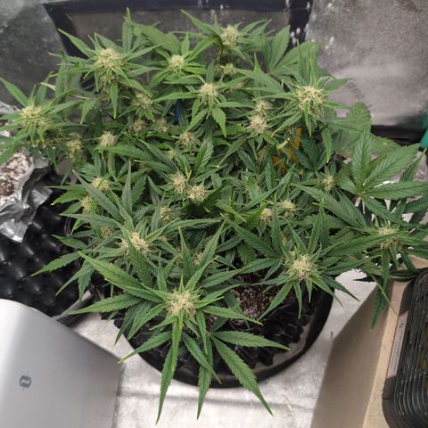 Frannie- BB Fat Bastard (90), Hybrid, 30-38%, 312 wet/57 dry growlog timeline photo