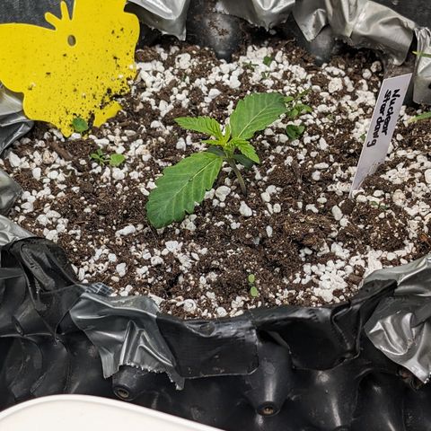 Donna- NH Nuclear Stardawg (74), 22% Sativa, 150g wet/29 dry growlog timeline photo