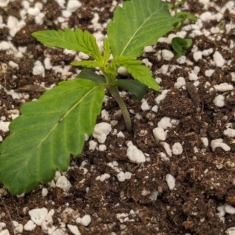 Donna- NH Nuclear Stardawg (74), 22% Sativa, 150g wet/29 dry growlog timeline photo