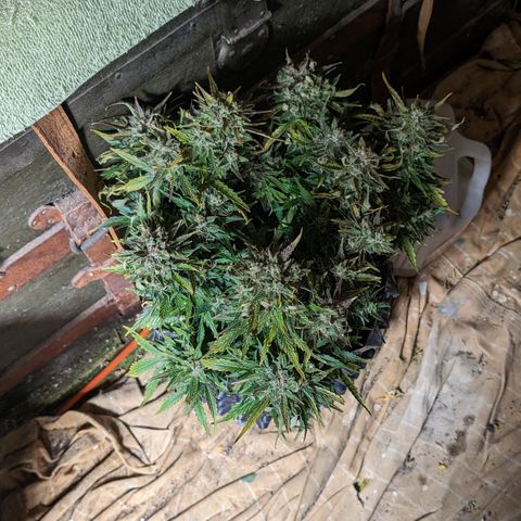 Chrissy -Bruce Banner (78d) 27-33% 60/40S, 215gw/41g dry growlog timeline photo