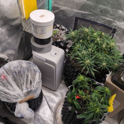 Donna- NH Nuclear Stardawg (74), 22% Sativa, 150g wet/29 dry growlog timeline photo