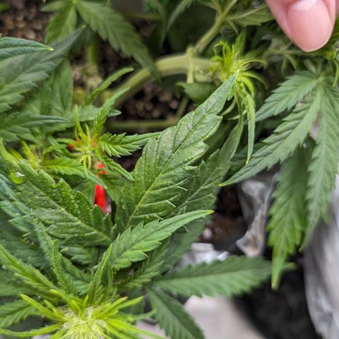 Anita-NH ATF (73), 13-27%, Sativa 149g wet/25g dry growlog timeline photo