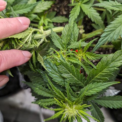 Anita-NH ATF (73), 13-27%, Sativa 149g wet/25g dry growlog timeline photo