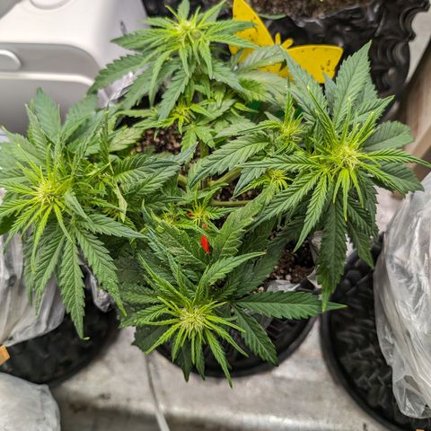 Anita-NH ATF (73), 13-27%, Sativa 149g wet/25g dry growlog timeline photo