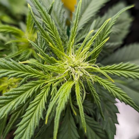 Anita-NH ATF (73), 13-27%, Sativa 149g wet/25g dry growlog timeline photo