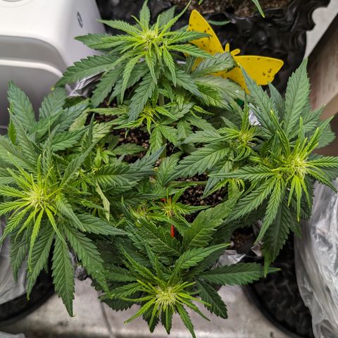 Anita-NH ATF (73), 13-27%, Sativa 149g wet/25g dry growlog timeline photo