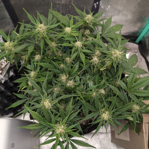 Frannie- BB Fat Bastard (90), Hybrid, 30-38%, 312 wet/57 dry growlog photo: ❤️