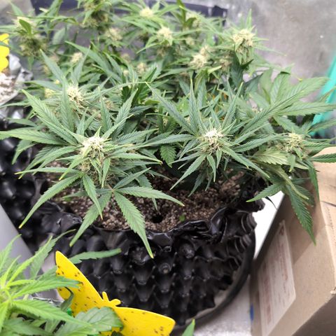 Frannie- BB Fat Bastard (90), Hybrid, 30-38%, 312 wet/57 dry growlog photo: ❤️