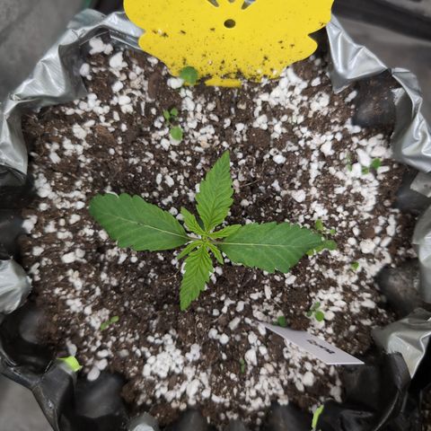 Donna- NH Nuclear Stardawg (74), 22% Sativa, 150g wet/29 dry growlog timeline photo