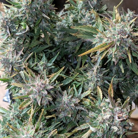 Chrissy -Bruce Banner (78d) 27-33% 60/40S, 215gw/41g dry growlog photo: I'm calling time. 🪓