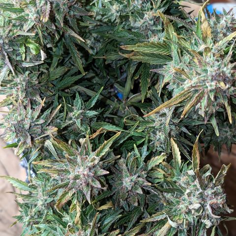 Chrissy -Bruce Banner (78d) 27-33% 60/40S, 215gw/41g dry growlog photo: I'm calling time. 🪓