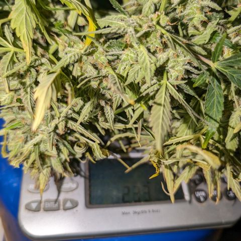 Chrissy -Bruce Banner (78d) 27-33% 60/40S, 215gw/41g dry growlog timeline photo