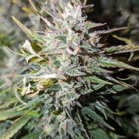 Chrissy -Bruce Banner (78d) 27-33% 60/40S, 215gw/41g dry growlog timeline photo