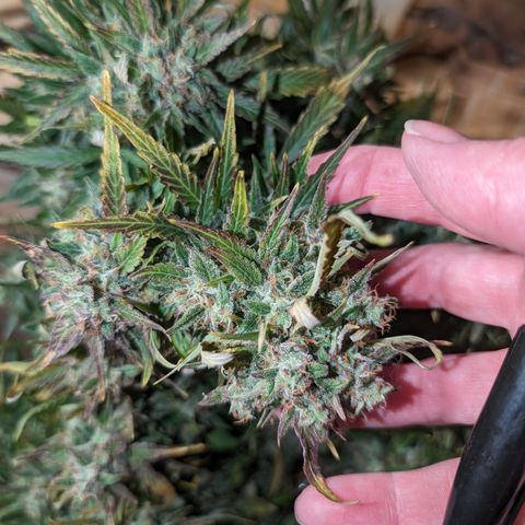 Chrissy -Bruce Banner (78d) 27-33% 60/40S, 215gw/41g dry growlog timeline photo