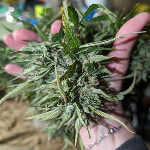 Chrissy -Bruce Banner (78d) 27-33% 60/40S, 215gw/41g dry growlog timeline photo