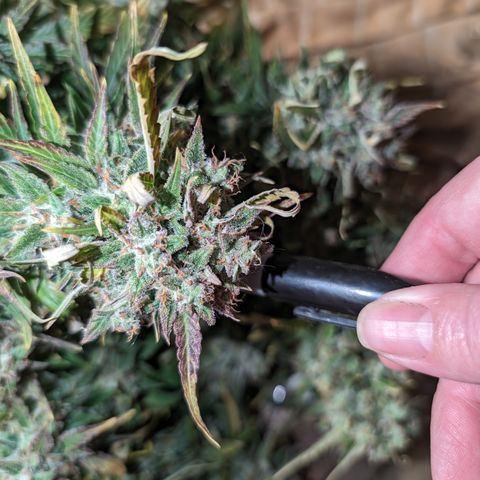Chrissy -Bruce Banner (78d) 27-33% 60/40S, 215gw/41g dry growlog timeline photo