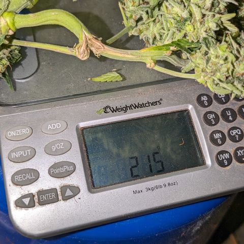 Chrissy -Bruce Banner (78d) 27-33% 60/40S, 215gw/41g dry growlog timeline photo