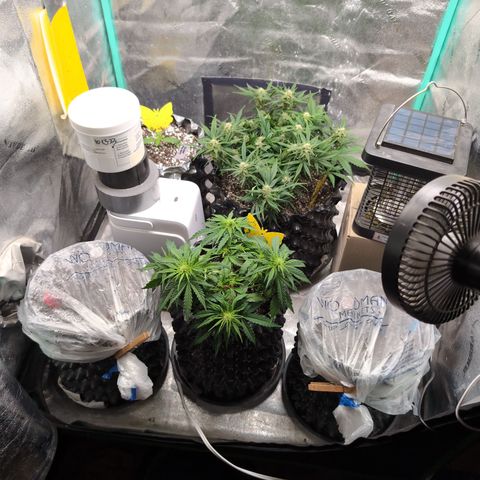 Donna- NH Nuclear Stardawg (74), 22% Sativa, 150g wet/29 dry growlog timeline photo