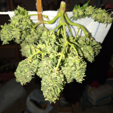 Chrissy -Bruce Banner (78d) 27-33% 60/40S, 215gw/41g dry growlog timeline photo