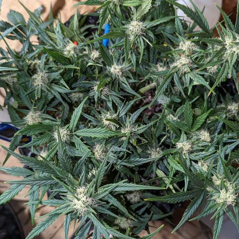 Frannie- BB Fat Bastard (90), Hybrid, 30-38%, 312 wet/57 dry growlog timeline photo