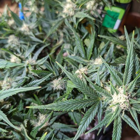 Frannie- BB Fat Bastard (90), Hybrid, 30-38%, 312 wet/57 dry growlog timeline photo