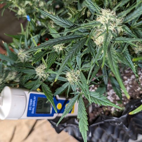 Frannie- BB Fat Bastard (90), Hybrid, 30-38%, 312 wet/57 dry growlog timeline photo