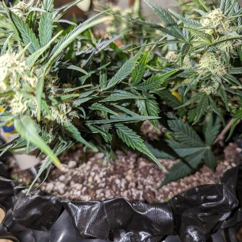 Frannie- BB Fat Bastard (90), Hybrid, 30-38%, 312 wet/57 dry growlog timeline photo