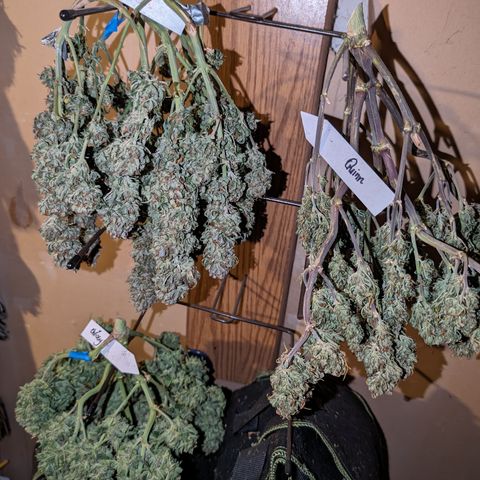 Chrissy -Bruce Banner (78d) 27-33% 60/40S, 215gw/41g dry growlog timeline photo