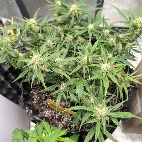 Frannie- BB Fat Bastard (90), Hybrid, 30-38%, 312 wet/57 dry growlog timeline photo