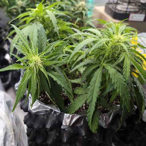 Anita-NH ATF (73), 13-27%, Sativa 149g wet/25g dry growlog timeline photo