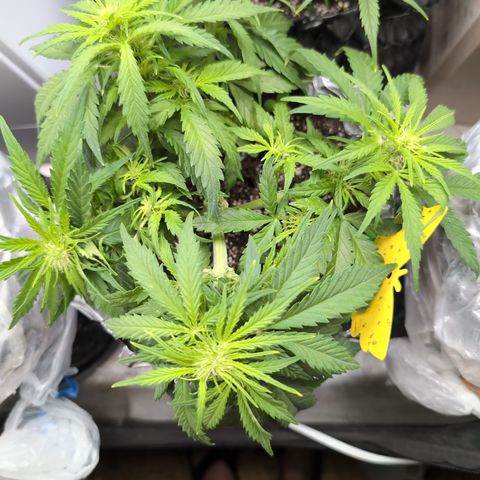 Anita-NH ATF (73), 13-27%, Sativa 149g wet/25g dry growlog timeline photo