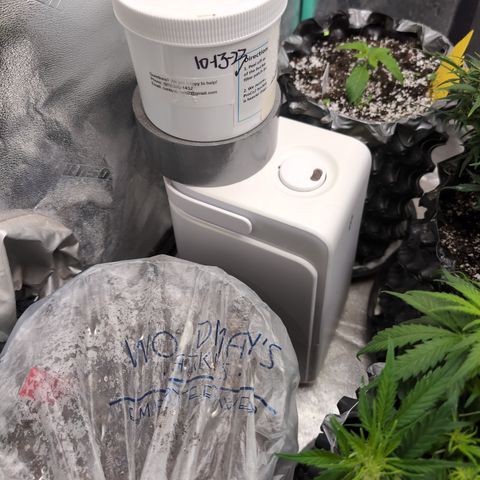 Donna- NH Nuclear Stardawg (74), 22% Sativa, 150g wet/29 dry growlog timeline photo