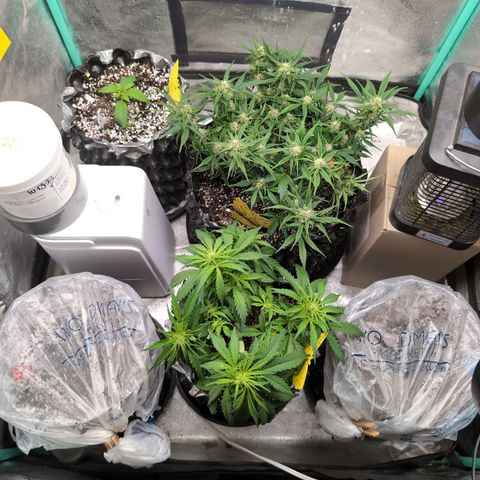 Donna- NH Nuclear Stardawg (74), 22% Sativa, 150g wet/29 dry growlog timeline photo