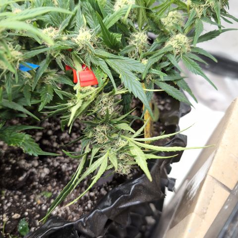 Frannie- BB Fat Bastard (90), Hybrid, 30-38%, 312 wet/57 dry growlog timeline photo